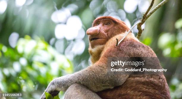 malaysia: proboscis monkey - proboscis monkey stock pictures, royalty-free photos & images