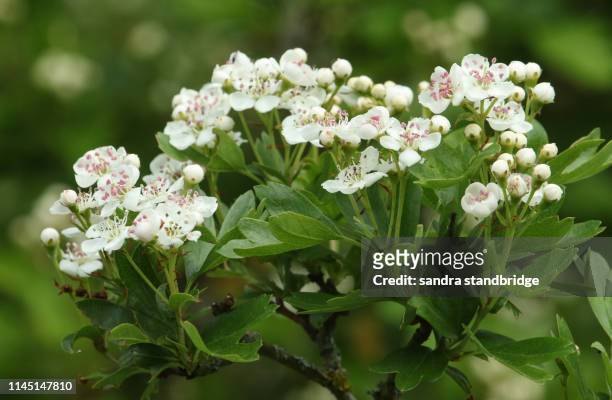 a branch of beautiful hawthorn tree, blossom, crataegus monogyna, growing in the countryside in the uk. - hawthorn,_victoria stock pictures, royalty-free photos & images
