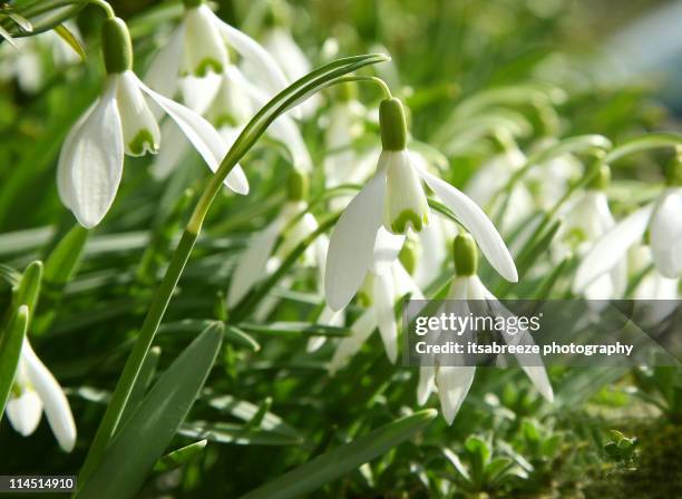 snowdrops - snowdrop stock pictures, royalty-free photos & images