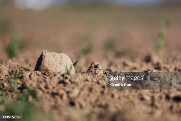 stone on a weeded field - land stock-fotos und bilder