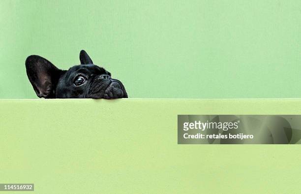 french bulldog puppy - 法國老虎狗 個照片及圖片檔