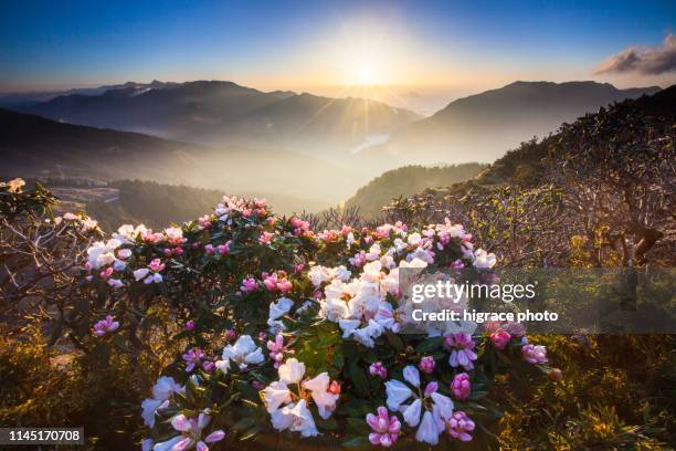 asia - beautiful landscape of highest mountains，rhododendron, yushan rhododendron (alpine rose) blooming by the trails of taroko national park, nantou，taiwan - taroko gorge national park stock pictures, royalty-free photos & images