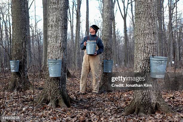 maple syrup collection in wisconsin - maple syrup stock pictures, royalty-free photos & images