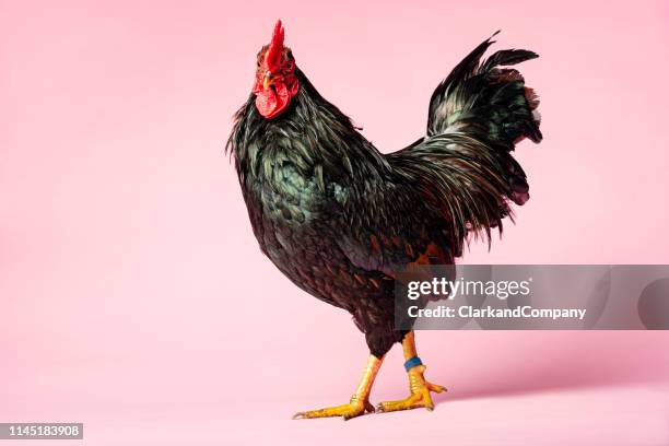 rooster - at attention stock pictures, royalty-free photos & images