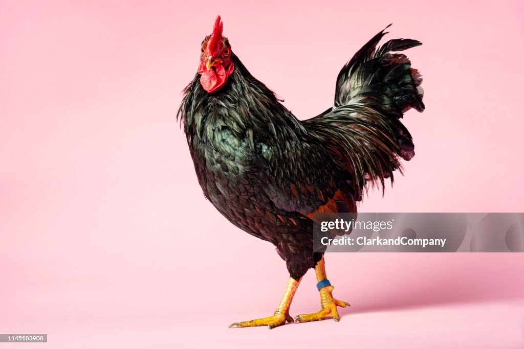 Rooster