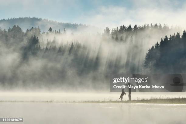 man playing with his dog by a misty mountain lake with sunbeams in a pine woodland - majestic forest stock pictures, royalty-free photos & images