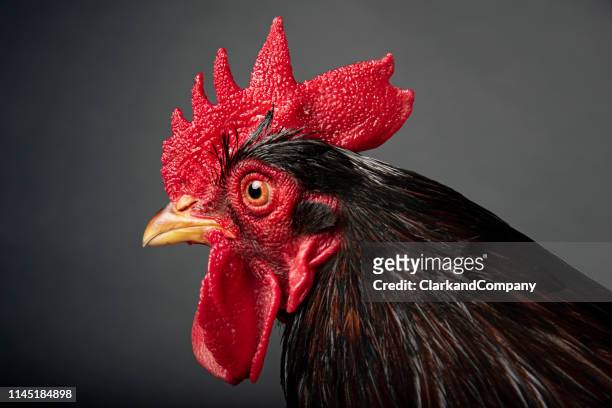 rooster - rooster stock pictures, royalty-free photos & images