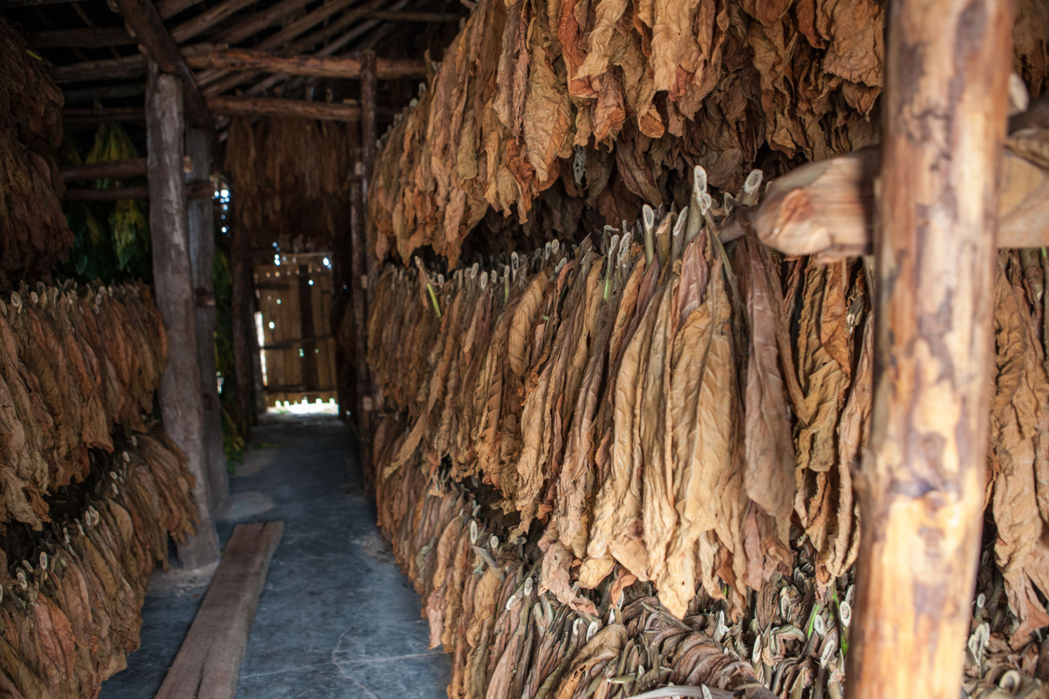 cigar wrappers