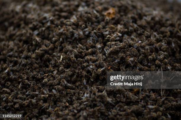 Dead bees are pictured during a protest prior to annual shareholders meeting of German chemicals and pharmaceuticals conglomerate Bayer AG on April...