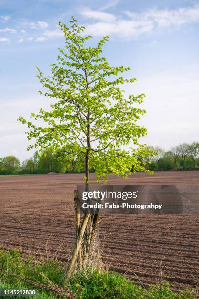 Planted Tree 6,654 Planted Tree Stock Photos, High-Res Pictures, and Images - Getty ...