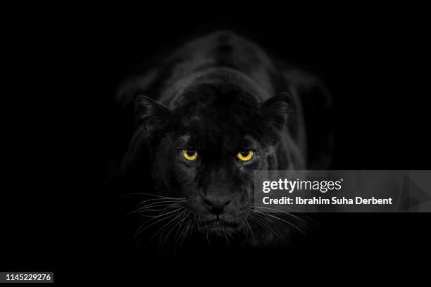 a black leopard in a close-up, looking towards camera with its beautiful eyes - animal black background fotografías e imágenes de stock
