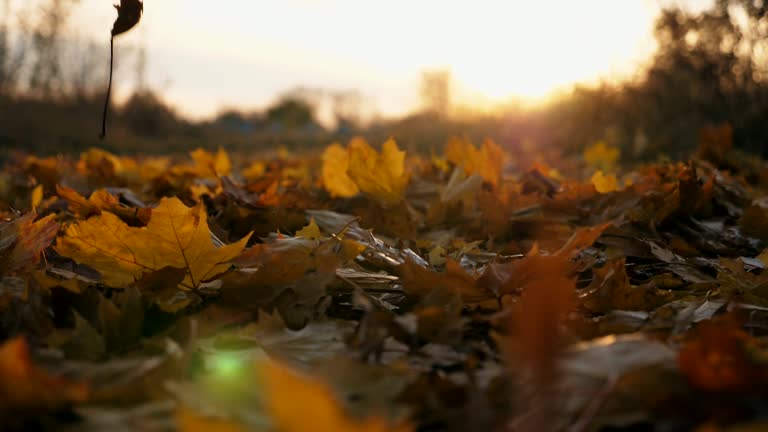 Fall Slowly Detail view on yellow autumn leaves slowly falling on ground. Ground ...