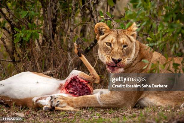 a lioness looking to camera after eating an impala - bloody lion stockfoto's en -beelden