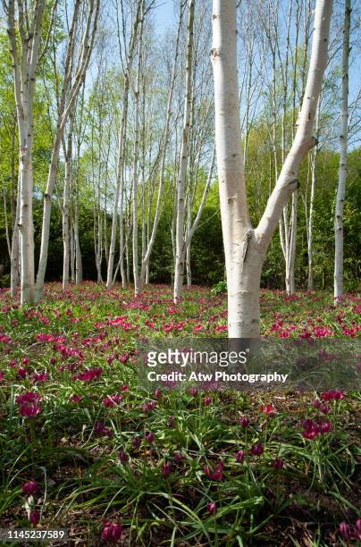 himalayan silver birch trees with tulips - himalayan birch stock pictures, royalty-free photos & images