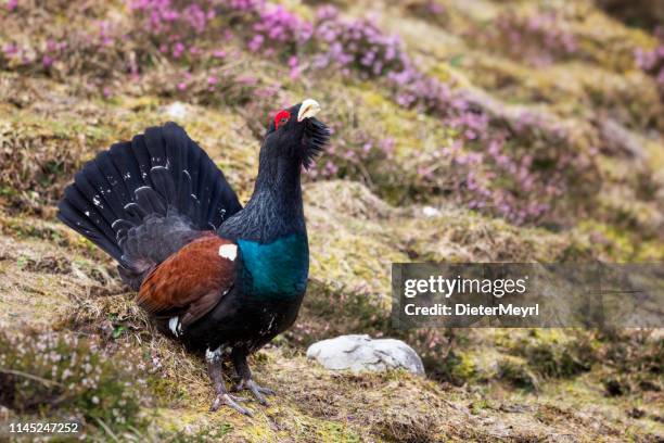 western capercaillie wood grouse  - tetrao urogallus - tetrao urogallus stock pictures, royalty-free photos & images