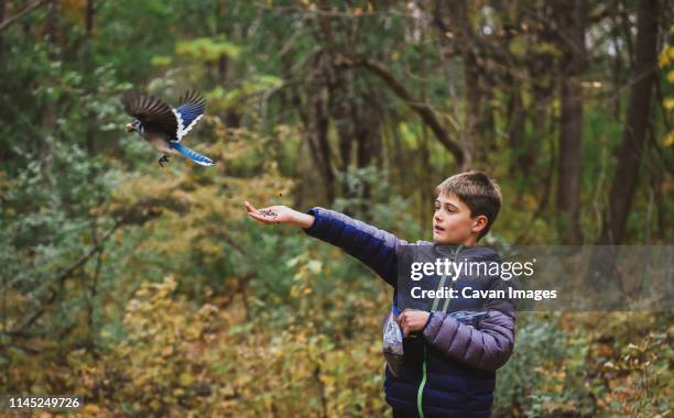 boy feeding blue jay against trees in forest during autumn - blue jay flying stock pictures, royalty-free photos & images