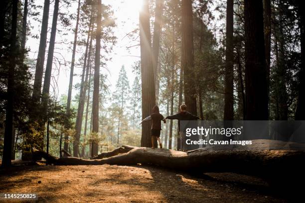 rear view of brothers with arms outstretched walking on log in yosemite national park - kid in a tree stock-fotos und bilder