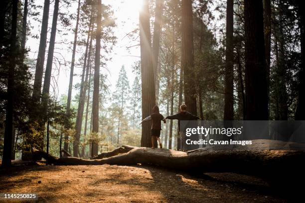 rear view of brothers with arms outstretched walking on log in yosemite national park - log foto e immagini stock