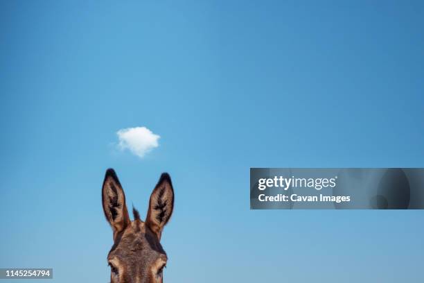 cropped image of donkey against blue sky during sunny day - donkey stock pictures, royalty-free photos & images