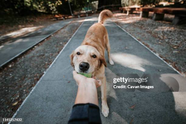 cropped hand of woman holding ball carried by golden retriever in mouth while standing on footpath at park - wirbeltier stock-fotos und bilder