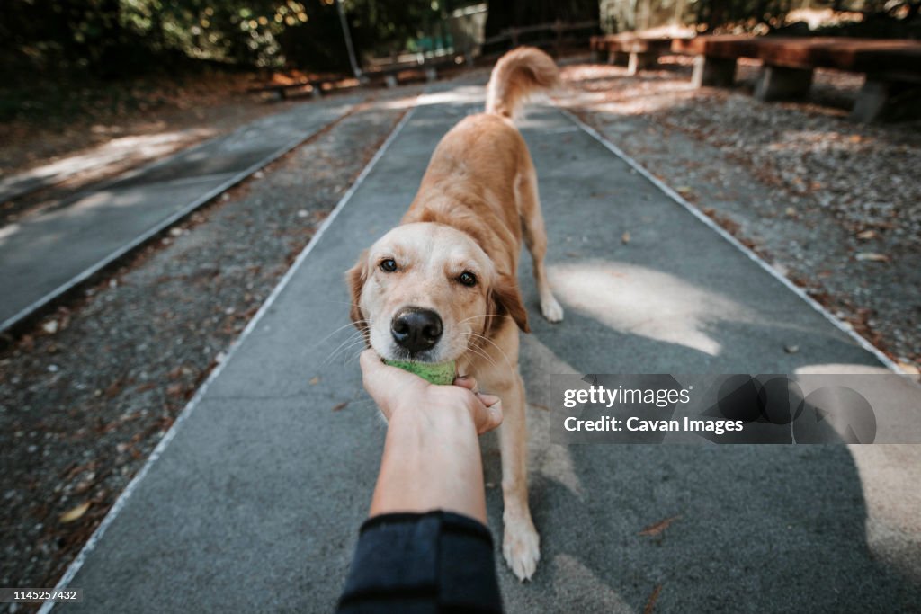 Cropped hand of woman holding ball carried by Golden Retriever in mouth while standing on footpath at park