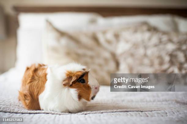 close-up of guinea pig on bed at home - guinea pig stock pictures, royalty-free photos & images