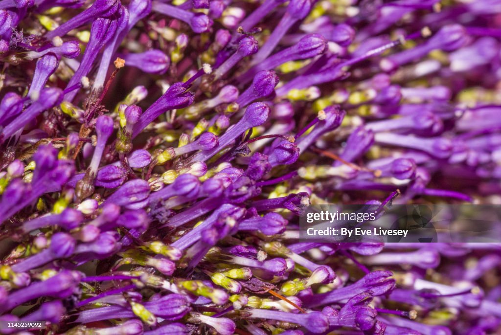 Caryopteris Clandonensis Flowers