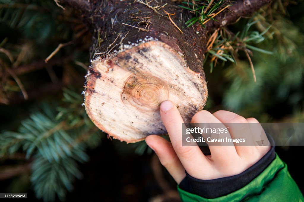 Cropped hand of boy counting tree ring in farm