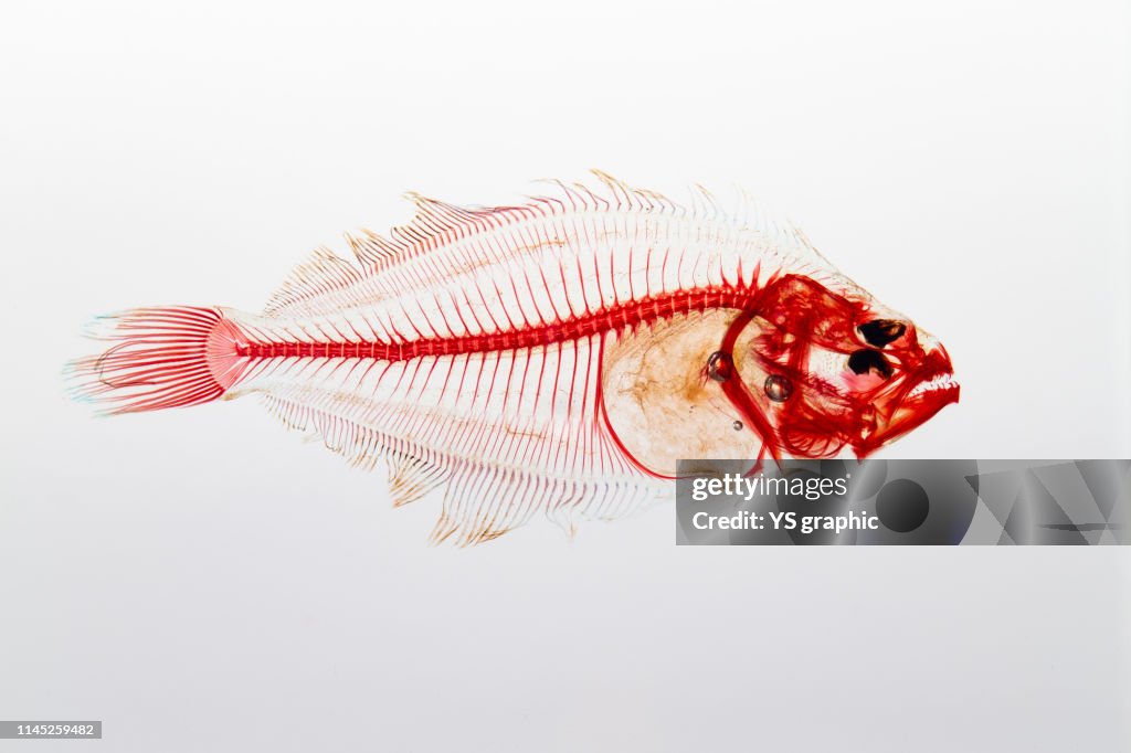 Transparent Skeleton Specimen Of Fish High-Res Stock Photo - Getty Images