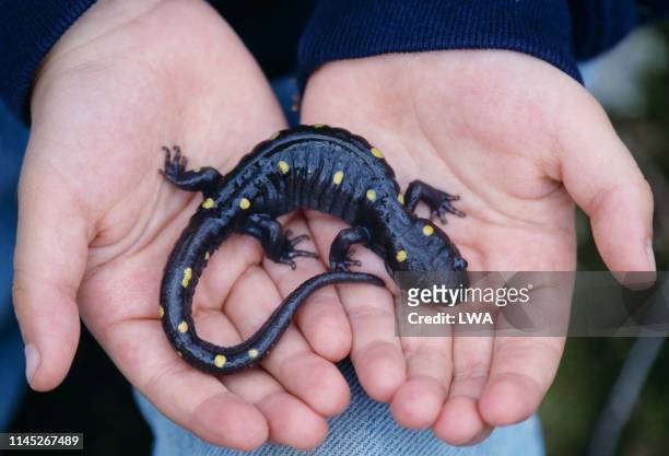 child's hands holding salamander - salamandra fotografías e imágenes de stock