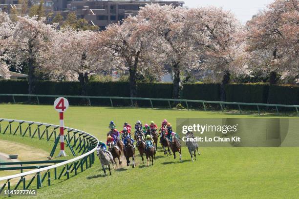 Jockeys compete the Race 5 at Nakayama Racecourse during the cherry blossom season on April 13, 2019 in Funabashi, Chiba Prefecture, Japan.