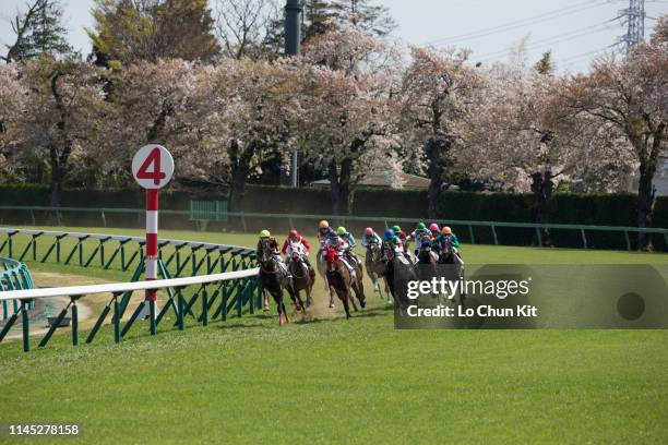Jockeys compete the Race 6 at Nakayama Racecourse during the cherry blossom season on April 13, 2019 in Funabashi, Chiba Prefecture, Japan.