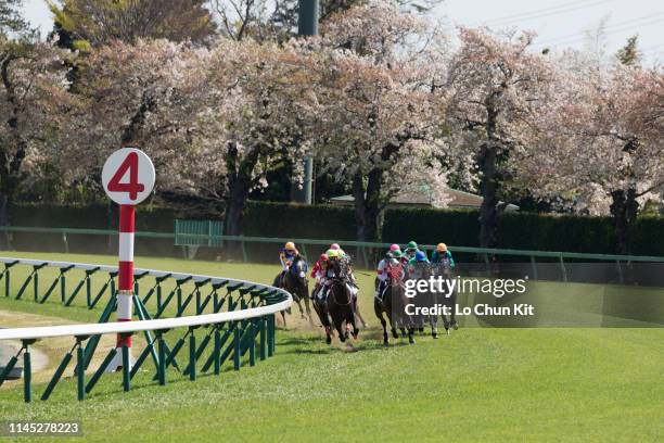 Jockeys compete the Race 6 at Nakayama Racecourse during the cherry blossom season on April 13, 2019 in Funabashi, Chiba Prefecture, Japan.