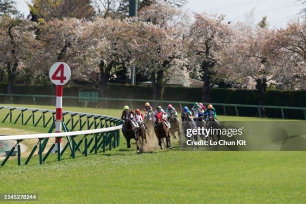 Jockeys compete the Race 6 at Nakayama Racecourse during the cherry blossom season on April 13, 2019 in Funabashi, Chiba Prefecture, Japan.