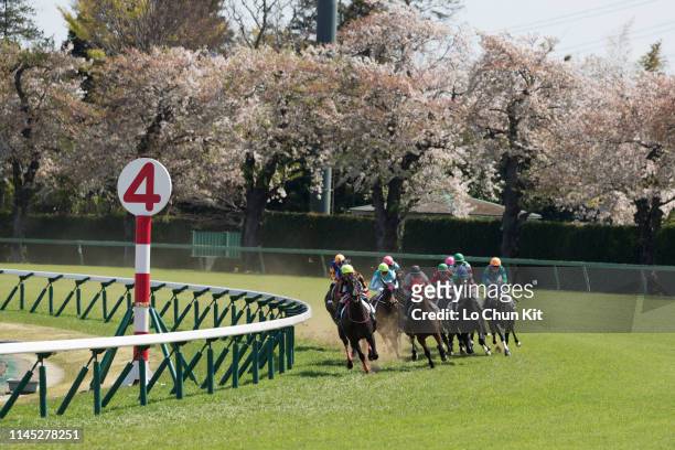 Jockeys compete the Race 6 at Nakayama Racecourse during the cherry blossom season on April 13, 2019 in Funabashi, Chiba Prefecture, Japan.