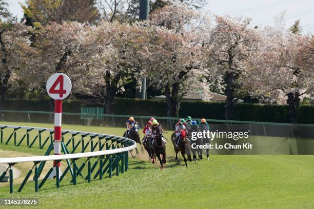 Jockeys compete the Race 6 at Nakayama Racecourse during the cherry blossom season on April 13, 2019 in Funabashi, Chiba Prefecture, Japan.