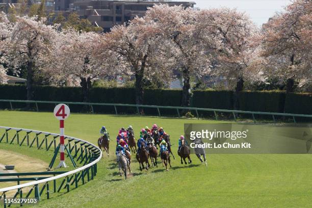 Jockeys compete the Race 5 at Nakayama Racecourse during the cherry blossom season on April 13, 2019 in Funabashi, Chiba Prefecture, Japan.
