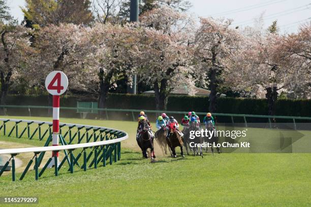 Jockeys compete the Race 6 at Nakayama Racecourse during the cherry blossom season on April 13, 2019 in Funabashi, Chiba Prefecture, Japan.