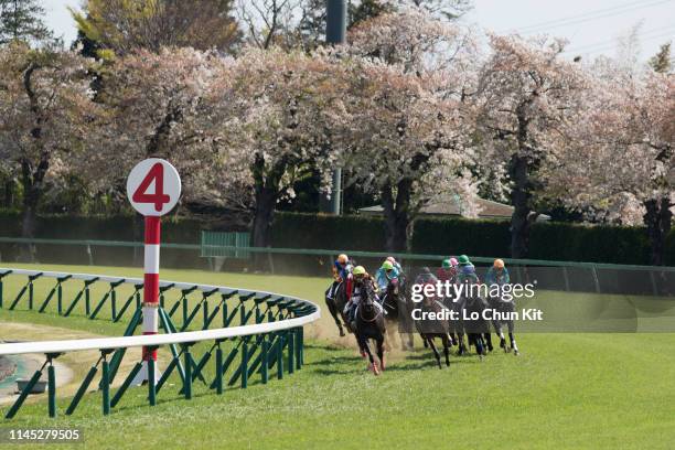 Jockeys compete the Race 6 at Nakayama Racecourse during the cherry blossom season on April 13, 2019 in Funabashi, Chiba Prefecture, Japan.