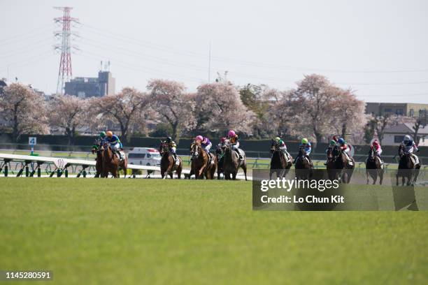 Jockeys compete the Race 8 at Nakayama Racecourse during the cherry blossom season on April 13, 2019 in Funabashi, Chiba Prefecture, Japan.