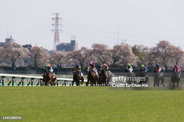 Jockeys compete the Race 8 at Nakayama Racecourse during the cherry blossom season on April 13, 2019 in Funabashi, Chiba Prefecture, Japan.