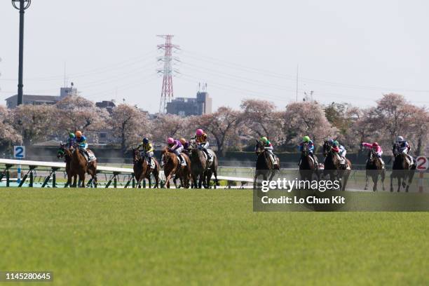 Jockeys compete the Race 8 at Nakayama Racecourse during the cherry blossom season on April 13, 2019 in Funabashi, Chiba Prefecture, Japan.