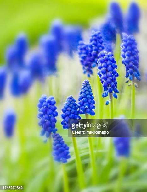 grape hyacinth flower (muscari) - muscari armeniacum stock-fotos und bilder