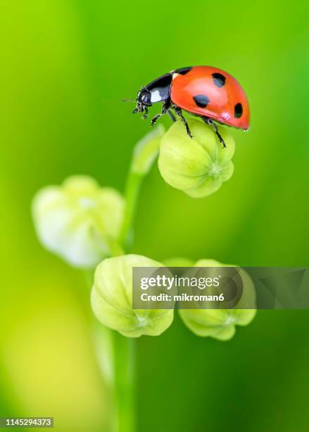 ladybird on lily of the valley (convallaria majalis) flower - ladybird fotografías e imágenes de stock