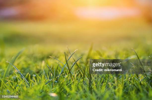 sunset - grass dew stock pictures, royalty-free photos & images