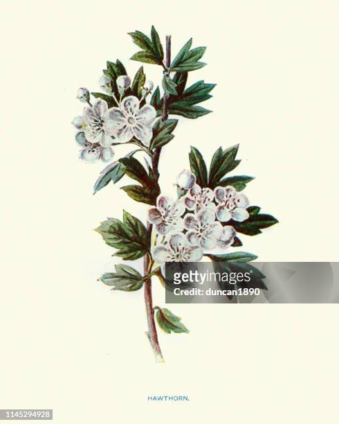 flora, wild flowers, hawthorn - hawthorn,_victoria stock illustrations