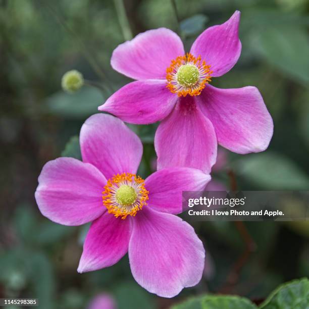 anemone hupehensis - anemone stock-fotos und bilder