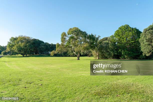 grassland sky and grass background in a park - forest morning sunlight stock-fotos und bilder