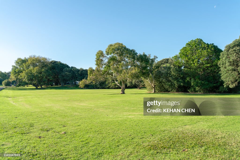 Grassland sky and grass background in a park