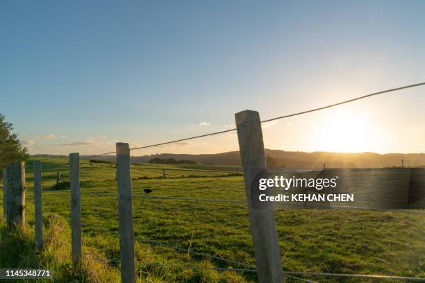 wide open field sunset in new zealand  auckland - open country ストックフォトと画像
